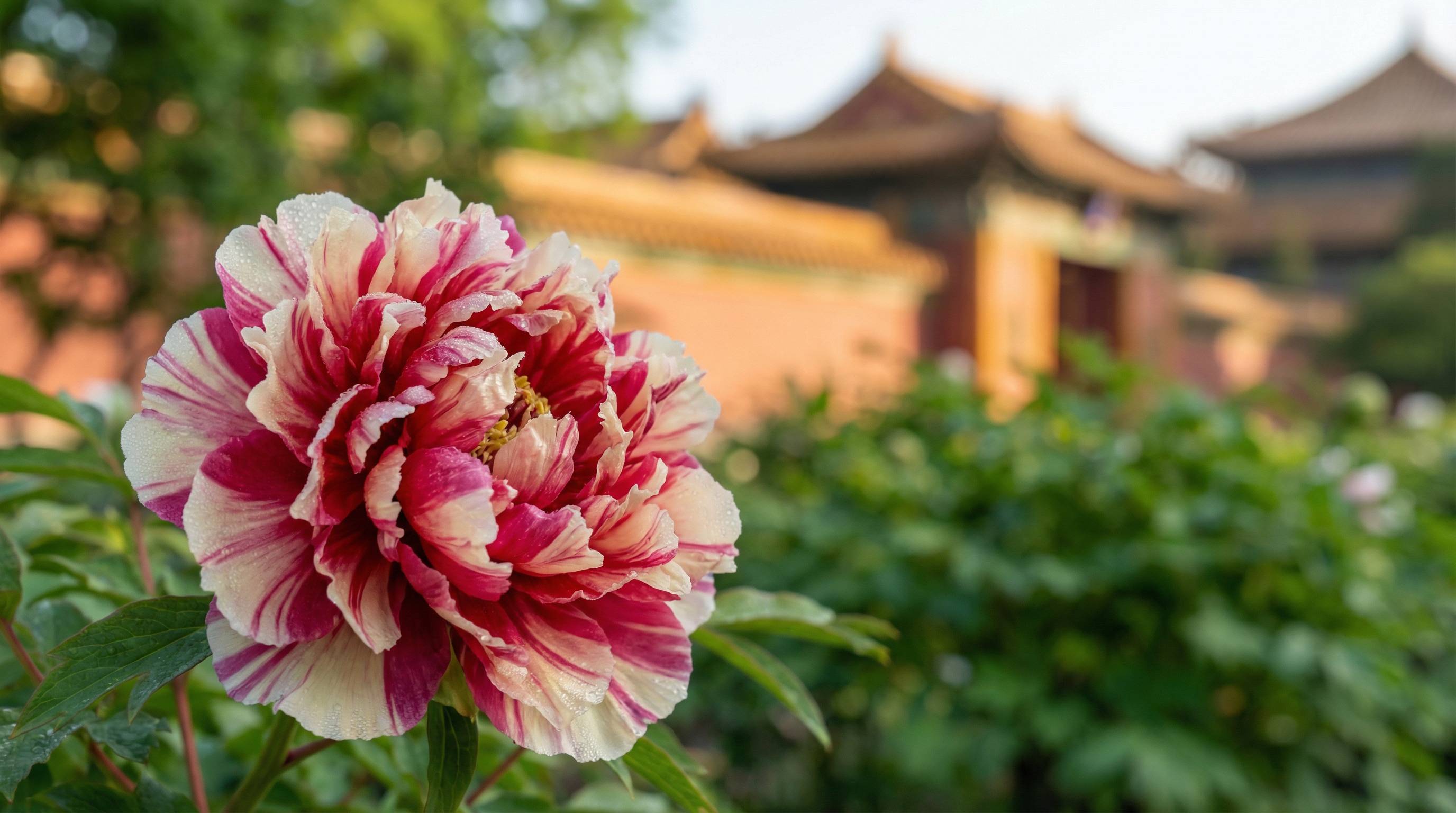 在线看片植物视频 - 牡丹花开视频